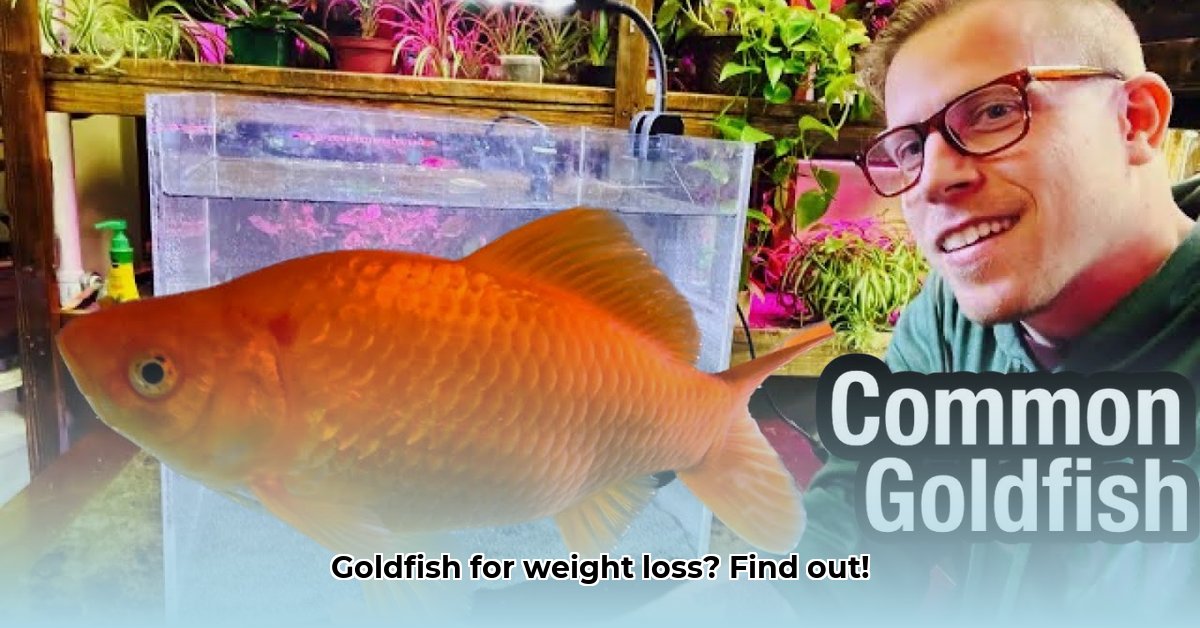 are-goldfish-healthy-for-weight-loss